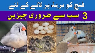 Finch Breeding | Finch ko breed py lany k liye 3 zarori chezain screenshot 4
