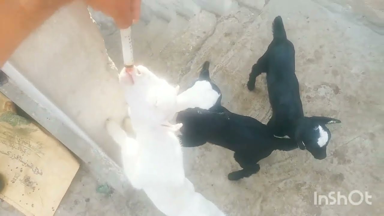 Baby Goats, cute goat baby sound, funny goat baby, Goat baby Playing Running and Jumping video 2025