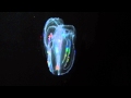 Iridescent comb jelly (Mnemiopsis leidyi)