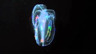 Iridescent comb jelly (Mnemiopsis leidyi)