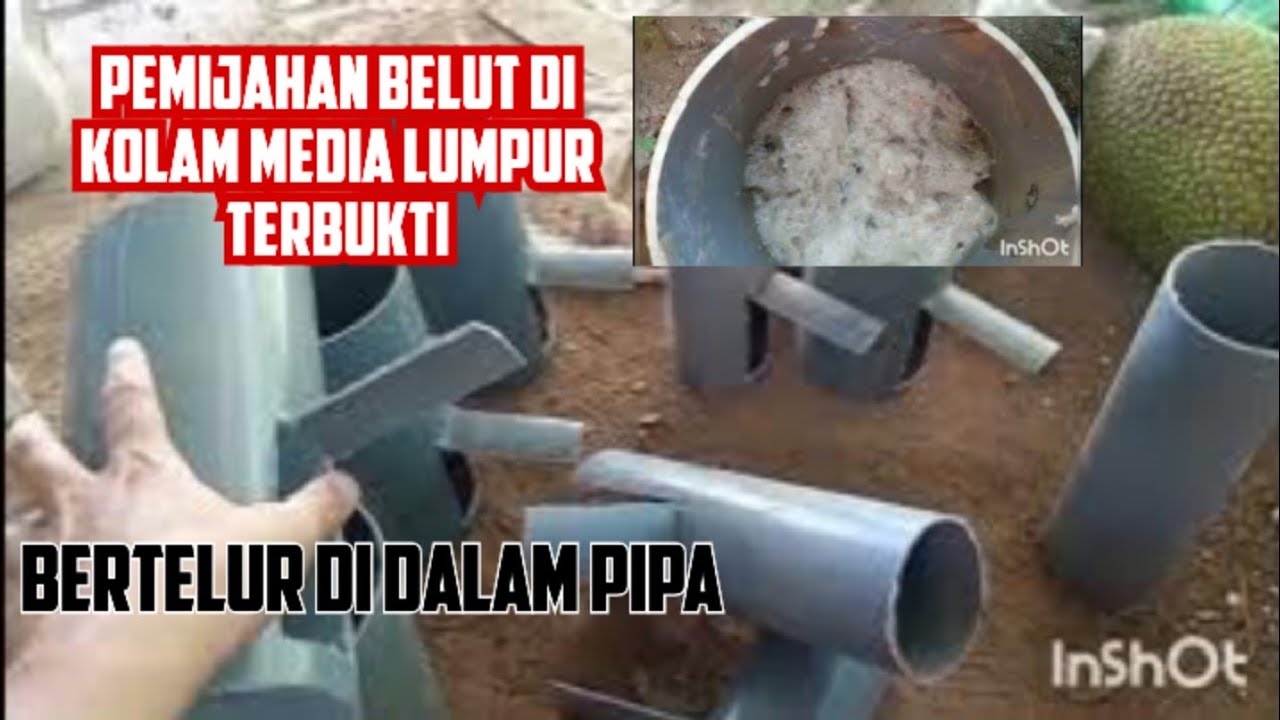 PEMIJAHAN BELUT KOLAM TERPAL