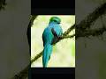 Beauty of Birds and nature #birds #animals #forest #nature #wildlife