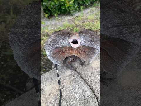FRILLED DRAGON! #frillednecklizard #frilleddragon #lizard #reptiles #animals #fyp