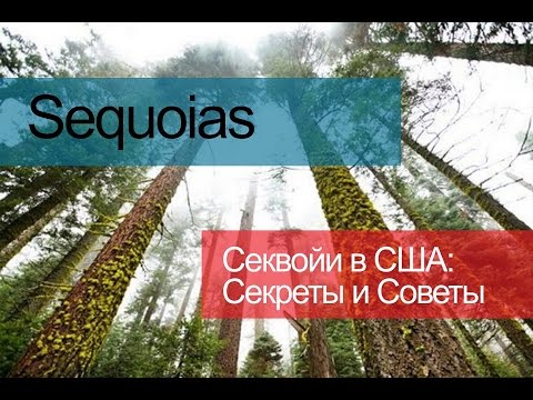 Sequoias / Секвойи / Парк Секвой в США - Секреты и Советы для Путешествия по США - Видео