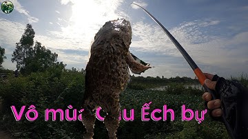 Câu Ếch Đồng Mùa Lũ Dính Toàn Ếch Bự #2 || Nguyen Trong TV