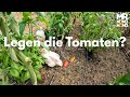 Gartenparadies im September