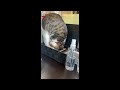 折り畳み式猫社員Folding cat employee#保護 #猫 #cat #野良猫 #shorts