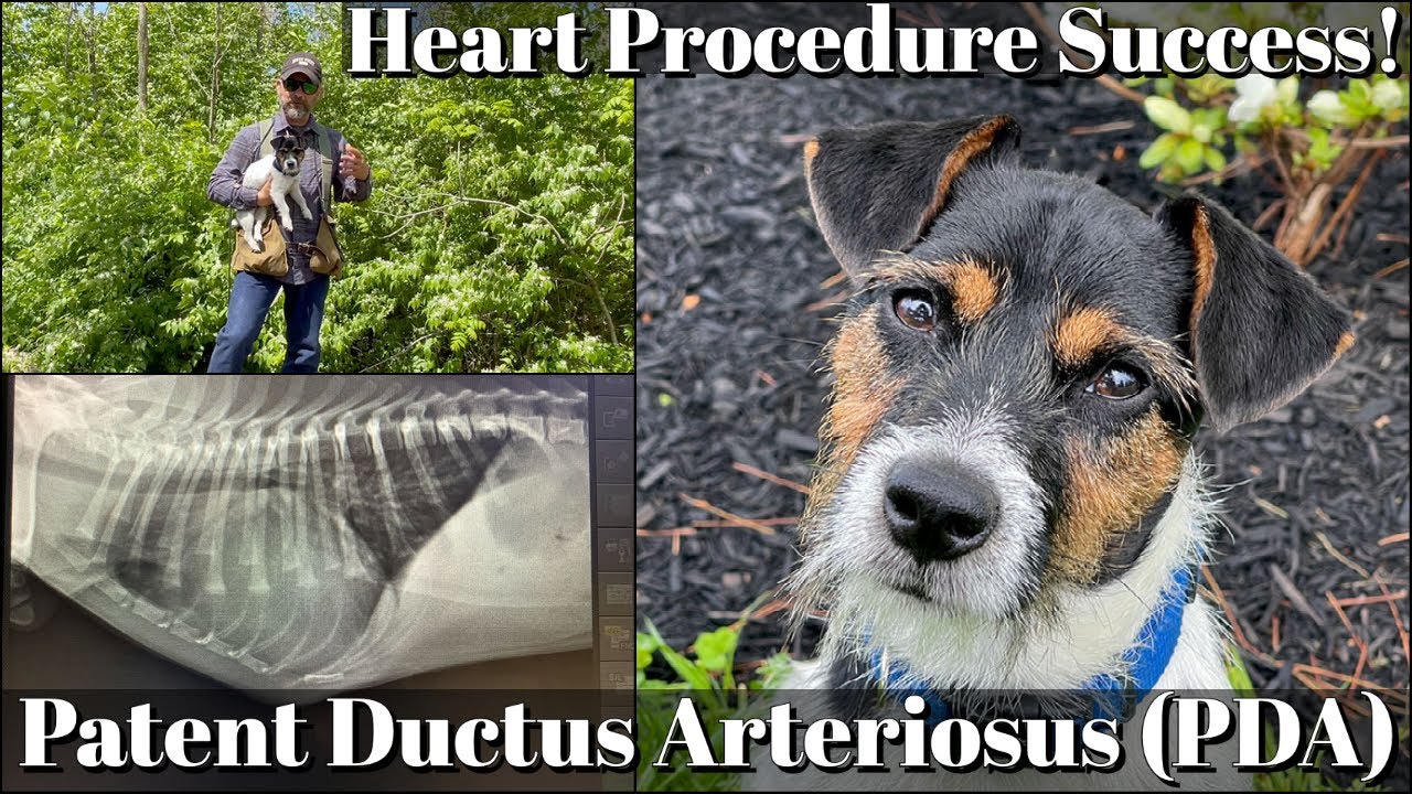 Jack Russell Terrier Heart Condition Update | Patent Ductus Arteriosus (PDA)