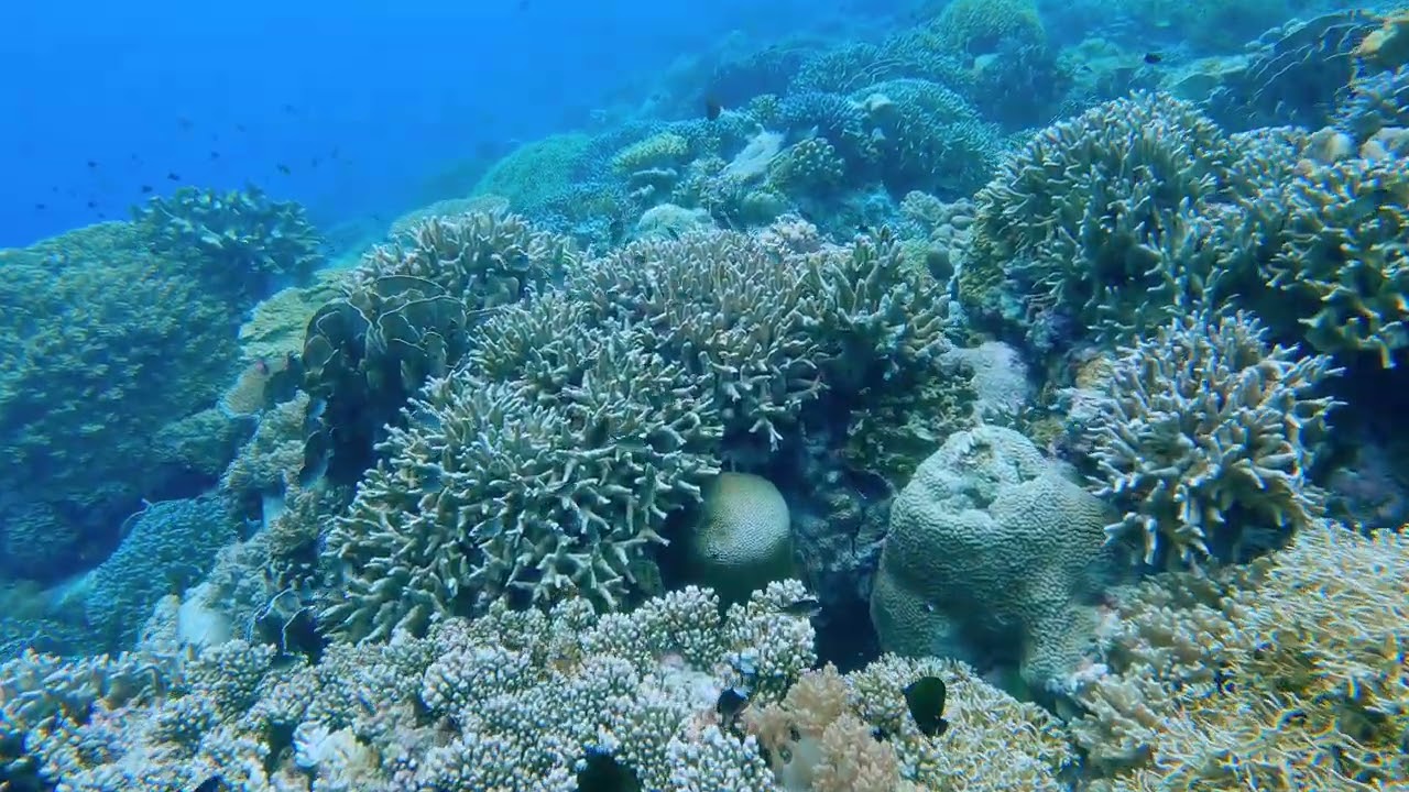 Chapter 34 - Snorkeling Pulau Nailaka, Banda Islands, Maluku, Indonesia 2022