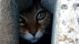 側溝の下に猫が　A cat under the gutter