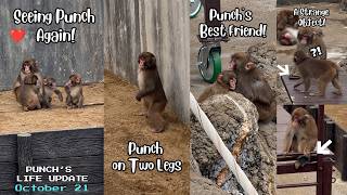🐒October 21 |Finally Seeing Punch Again at the Renovated Monkey Mountain! 🙉 UPDATE