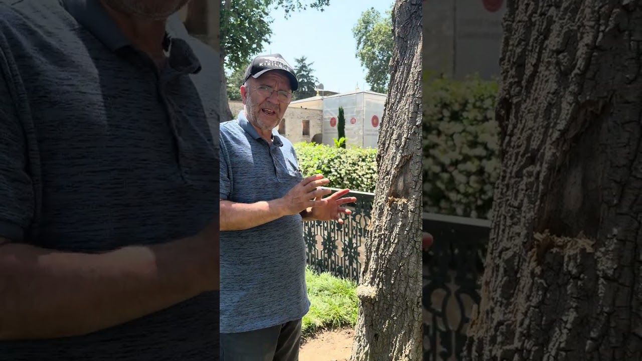 Polifag Ağaç Delici Böceği (Euwallacea fornicatus) zararı