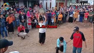 🔴Banteng ngamuk Ronggo Lawe 🐃🐃🐃live kidang berik Wajak ‼️#Ronggo lawe#viral#matadores #matadors