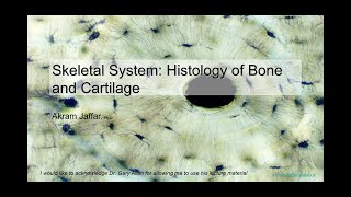 ANAT1010_7_Bone and cartilage tissue   Anki flashcards