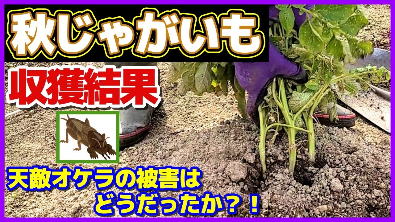 【秋じゃがいも収穫】オケラ対策実験結果も／苗からジャガイモ栽培／男爵・アンデスレッド・ピルカ・グランドペチカ（グラウンドペチカ）／家庭菜園