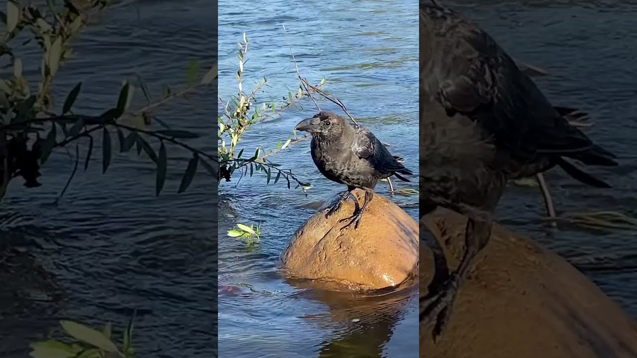 Fresh Start With Morning Caws Crow Crowfriends