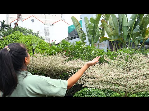 Cây Bàng Rụng Lá Vào Mùa Nào - Trồng Và Chăm Sóc Cây Bàng Đài Loan Cẩm Thạch Đơn Giản Đảm Bảo Cây Không Bị Rụng Lá