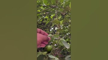 Lemon tree in my village | #shorts #lemon 🌳