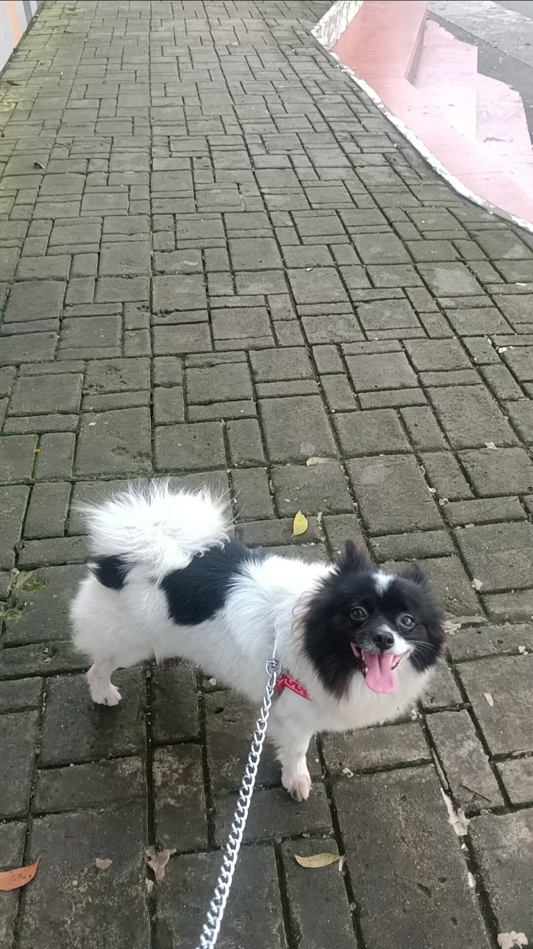 day at the park! #dog #dogshorts #fyp #dogs - YouTube