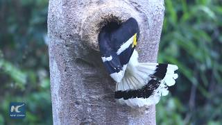 Great hornbill builds nest in tiny tree hollow
