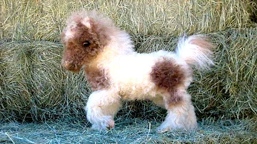 Qual è la razza di cavallo più piccolo al mondo?