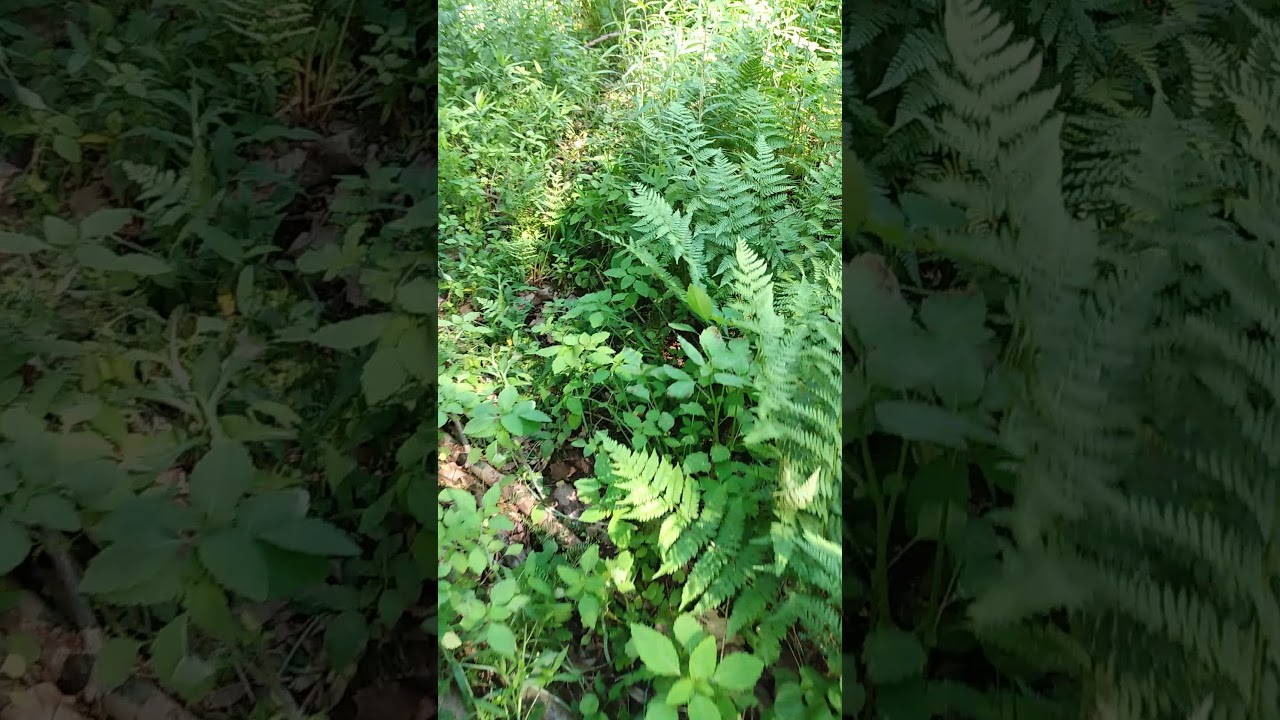 outdoor grow low stress training