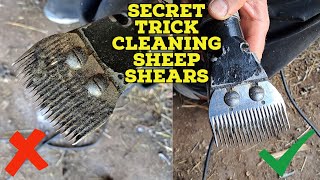 Secret Trick for How to Clean Sheep Shears