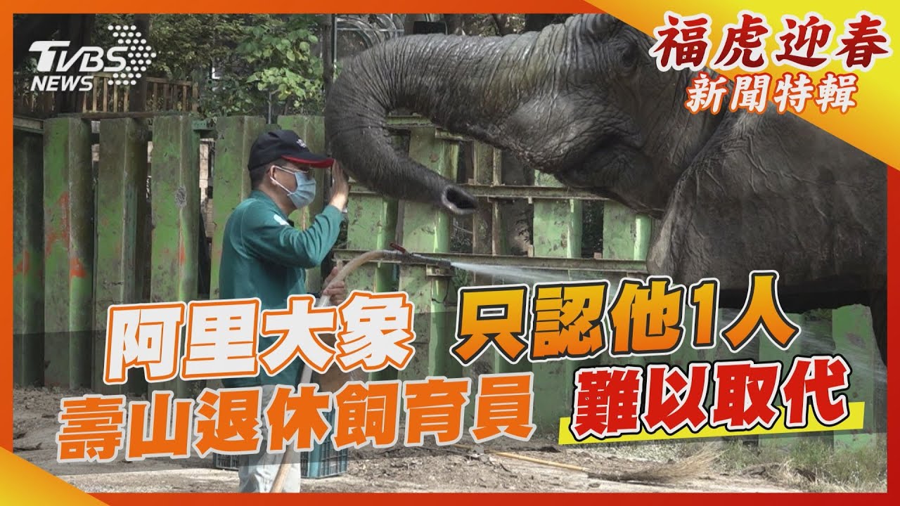 大象阿里只認他1人退休飼育員難被取代 Tvbs新聞 Youtube