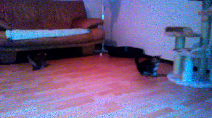 Video 2909541: russian siberian, siberian cattery, kitten russian, gold kitten