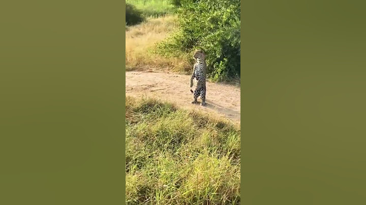 Onça pintada Pantanal