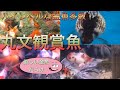 丸文観賞魚【飛島村の金魚屋】 の動画、YouTube動画。