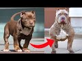 Call Me When You Want Animal Transformation Call Me When You Want Animal Transformation