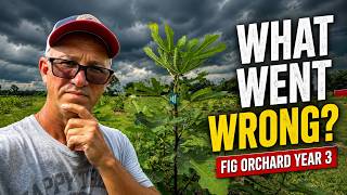 My Fig Orchard Took a Hit | Year 3 Fig Tree Tour, Failures & Successes