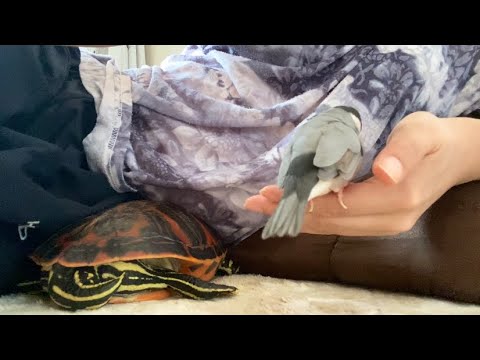 文鳥とカメの寝床にされました