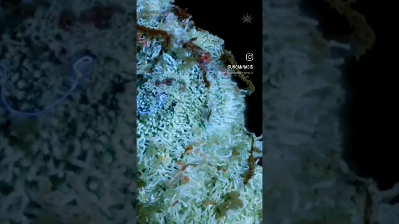 #cannabisphotography