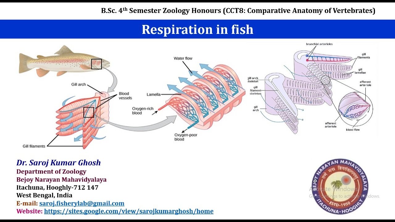 Respiration in Fish - YouTube