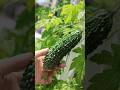 ゴーヤが実ったよ #園芸 #gardening #野菜 #vegetables #家庭菜園 #home garden #shorts