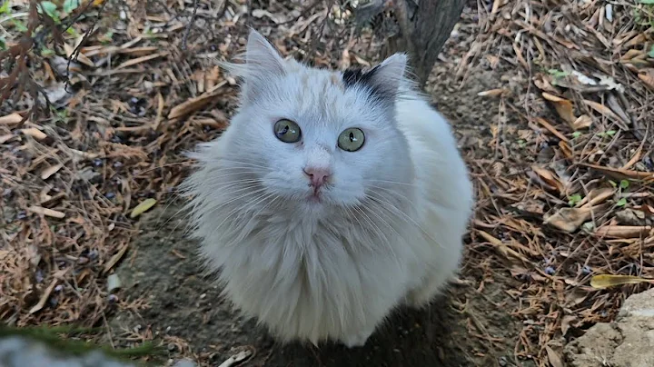 Video 6627271: tabby cat persian, stray cat, kitten sweet cat, cat meowing, eyed fluffy cat, eyes white cat, cat food, adorable cats