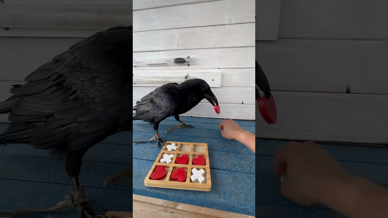 #animal #crow #raven #воронгоша #birds #aboutbirds