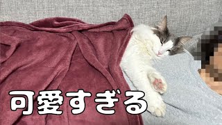 甘えん坊猫の冬の過ごし方【メインクーン】 by らいむずらいふ 1,349 views 4 months ago 3 minutes, 44 seconds