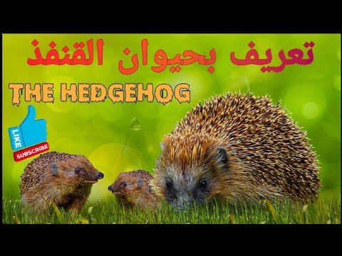 تعريف بحيوان القنفذ    