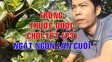Trồng Thược Dược chơi tết (p3) Ngắt ngọn cách tết bao nhiêu ngày thì ra hoa đúng tết ? | Hiếu Lan TV