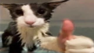 MEMES THAT TURNED ME INTO A CAT