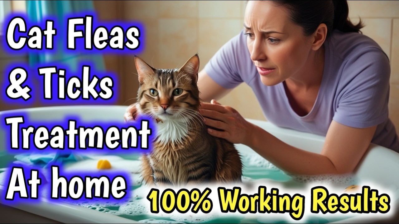 Cat Fleas Treatment🔥How do you get rid of fleas on cats Fast 😱How to ...