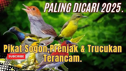 SUARA Pikat Sogon Ribut Kombinasi Prenjak Betina Trucukan Terancam.