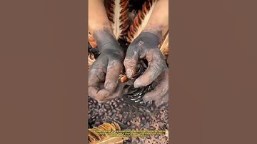 "Ancient Pine Nut Roasting Secret - Charcoal Fire Technique You Must Try!"