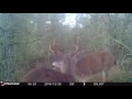 2016   December Sparring Bucks