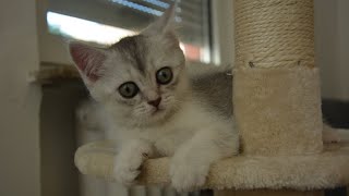 Baby Cat's Cute Games #5 by Sky Cat 466 views 3 years ago 3 minutes, 24 seconds