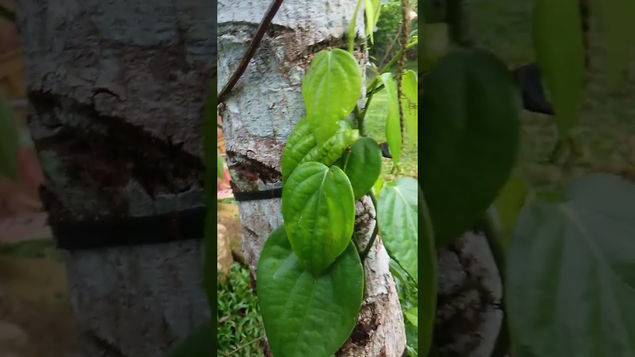 ගම්මිරිස්  මුදුන් රිකිලි පැළ , පැනියූර් 