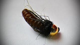 Catgut Caddis pupa
